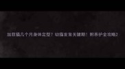 加菲猫几个月身体定型幼猫发育关键期附养护全攻略