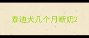 泰迪犬几个月断奶