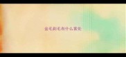 金毛剃毛有什么害处