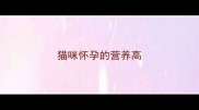 猫咪怀孕的营养高