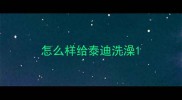 怎么样给泰迪洗澡