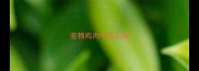 宠物鸡肉干怎么做