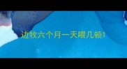 边牧六个月一天喂几顿