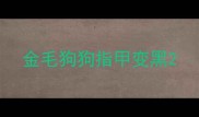 金毛狗狗指甲变黑