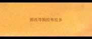 郧西寻狗拉布拉多