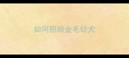 如何照顾金毛幼犬
