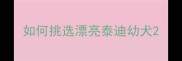 如何挑选漂亮泰迪幼犬