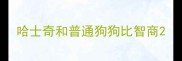 哈士奇和普通狗狗比智商