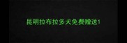 昆明拉布拉多犬免费赠送