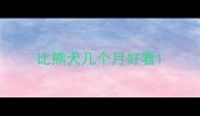 比熊犬几个月好看