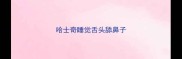 哈士奇睡觉舌头舔鼻子