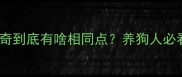 金毛和哈士奇到底有啥相同点养狗人必看避坑指南