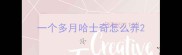 一个多月哈士奇怎么养