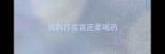 狗狗打疫苗还要喝药