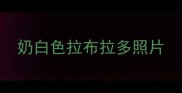 奶白色拉布拉多照片