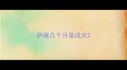 萨摩几个月是成犬