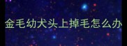 金毛幼犬头上掉毛怎么办
