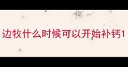 边牧什么时候可以开始补钙