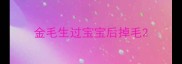 金毛生过宝宝后掉毛
