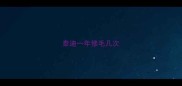 泰迪一年修毛几次