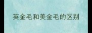 英金毛和美金毛的区别