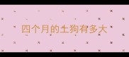 四个月的土狗有多大