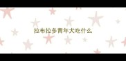 拉布拉多青年犬吃什么