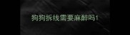狗狗拆线需要麻醉吗
