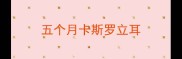 五个月卡斯罗立耳