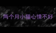 两个月小猫心情不好