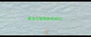 黑龙江宠物美容培训