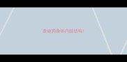 泰迪狗身体内脏结构