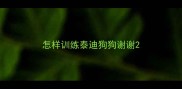 怎样训练泰迪狗狗谢谢