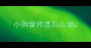 小狗量体温怎么量