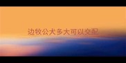 边牧公犬多大可以交配