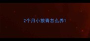 2个月小狼青怎么养