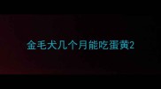 金毛犬几个月能吃蛋黄