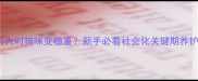 3-6个月大时猫咪变稳重新手必看社会化关键期养护指南