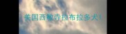 美国西敏寺拉布拉多犬