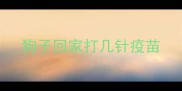 狗子回家打几针疫苗