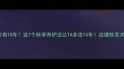 边牧寿命只有10年这7个科学养护法让TA多活10年边境牧羊犬健康指南