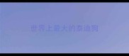 世界上最大的泰迪狗
