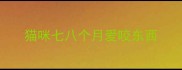 猫咪七八个月爱咬东西