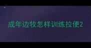 成年边牧怎样训练拉便