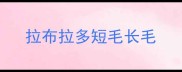 拉布拉多短毛长毛