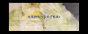 纯黑拉布拉多犬价格表