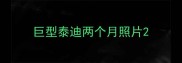 巨型泰迪两个月照片