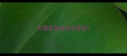 犬猫疫苗免疫的原因