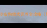 新手必看沙皮狗幼犬饲养全攻略附避坑指南