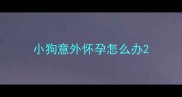 小狗意外怀孕怎么办